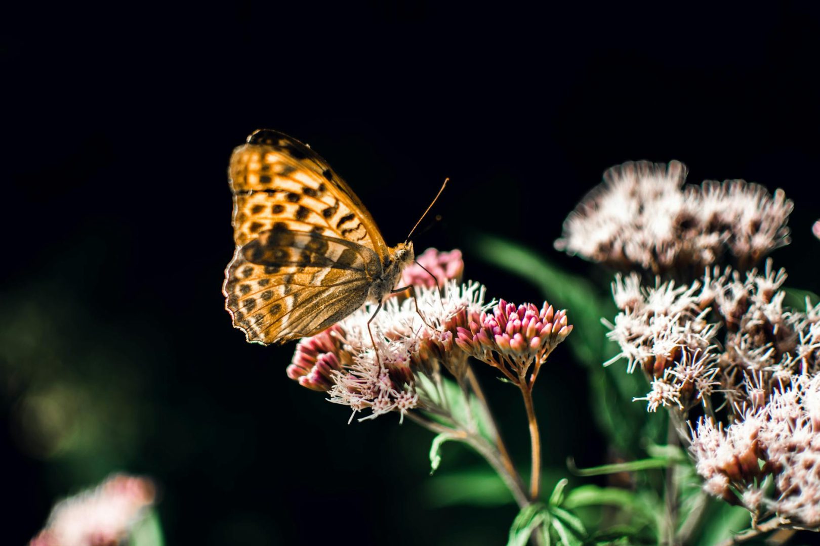 brown butterfly perched on pink flower